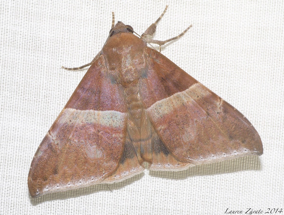 Ophisma moth