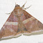 Ophisma moth