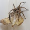 Common Housefly Catcher spider