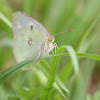 Eastern Pale Clouded Yellow