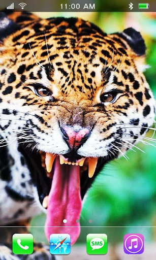 Jaguars Tropical Forest LWP