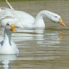 Embden goose