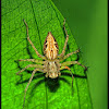 Lynx Spider