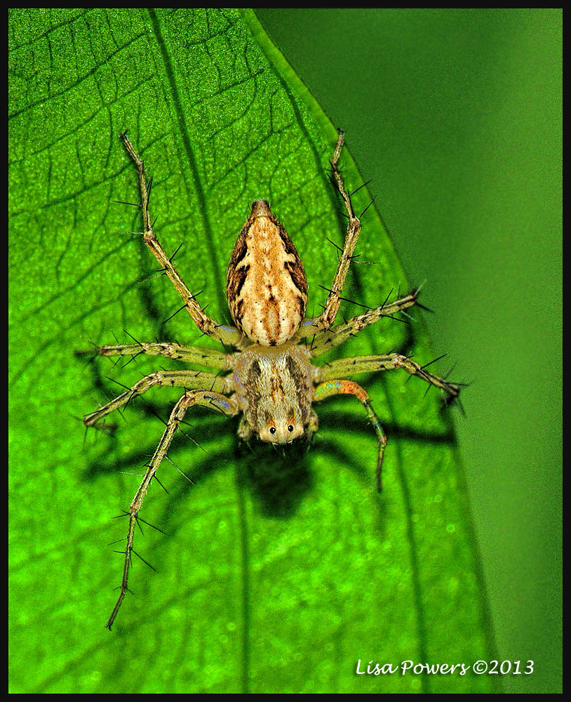 Lynx Spider
