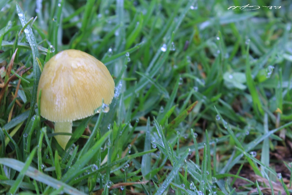 uncertain mushroom