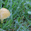 uncertain mushroom