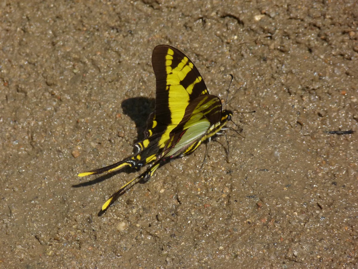 Orange Kite-Swallowtail