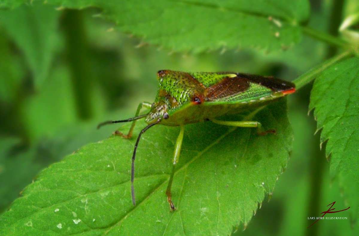 Birch Shield Bug