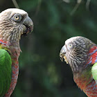 Northern Hawk-headed Parrot