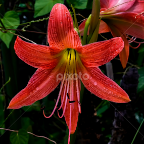 by Kokien Photography - Flowers Single Flower