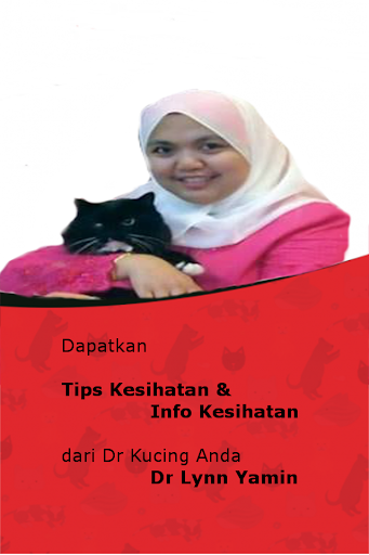 Dr Kucing