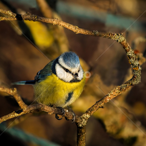 by Jane Bjerkli - Animals Birds