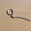 Sea snake