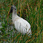 Wood Stork