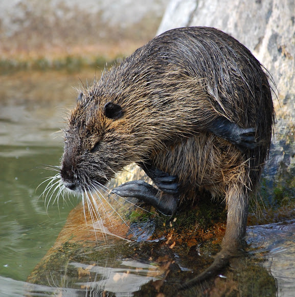 Eurasian Beaver Project Noah