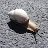 Giant South American snail