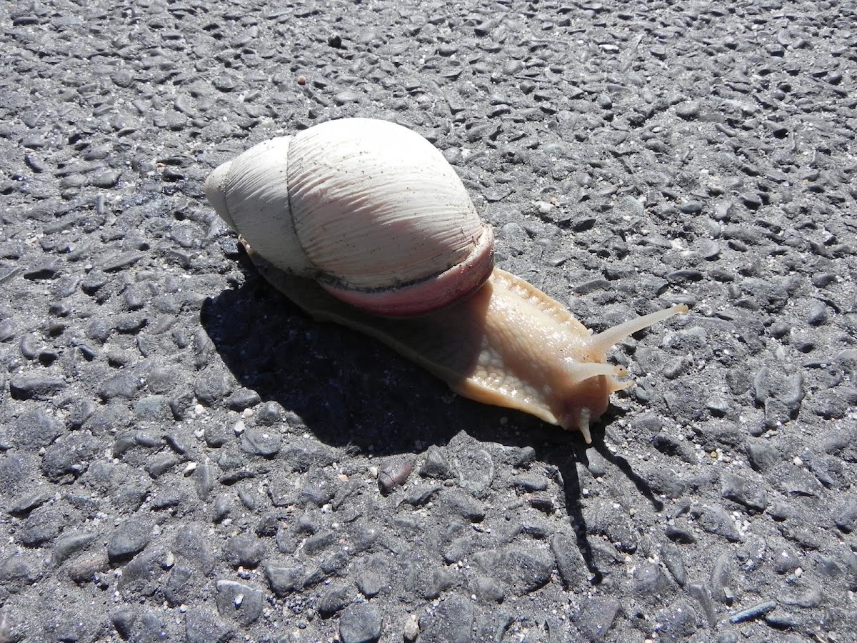 Giant South American snail