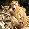 Bonnet Macaque