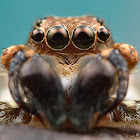 Jumping Spider