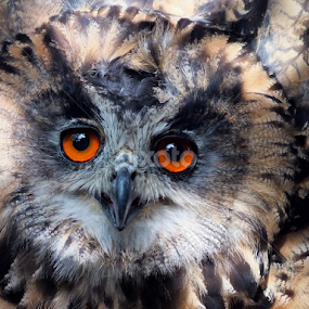 European Eagle Owl by Roger Butler - Animals Birds