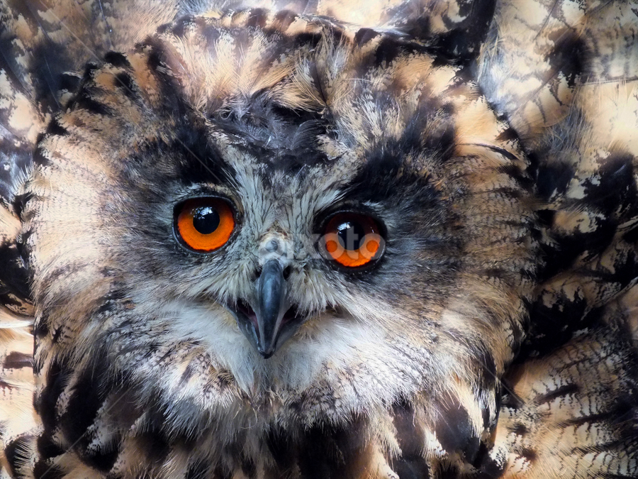 European Eagle Owl by Roger Butler - Animals Birds