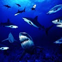 3D cool  Shark