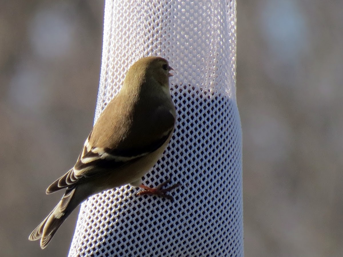 American Goldfinch