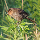 Red-winged Blackbird (Female)
