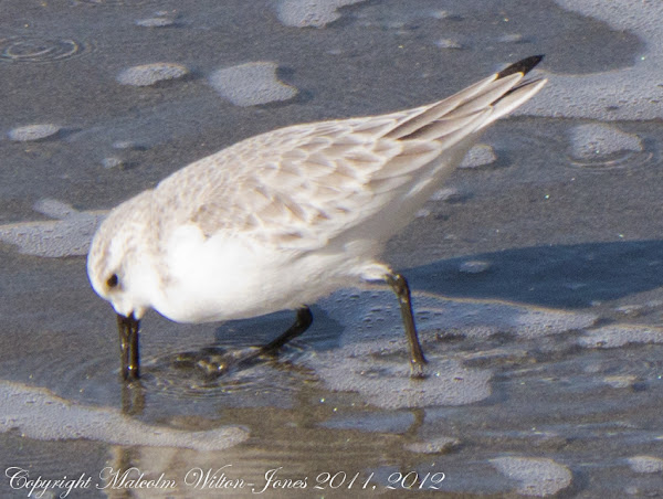 Sanderling Correlimos Trid Ctillo Project Noah