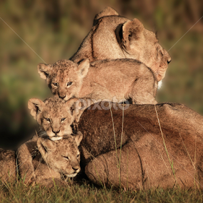 Close Family  by Karen Celella - Animals Lions, Tigers & Big Cats