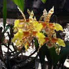 Orquídea boca de tigre