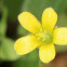 Creeping Wood Sorrel, Yellow Wood Sorrel