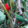 Australian King Parrot (mated pair)
