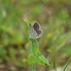 Western Tailed-Blue