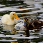 Mallard