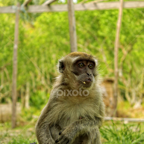 by Ricky Lendarizch - Animals Other Mammals