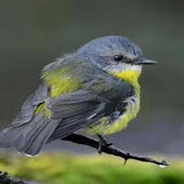 Birds from British Isles Lite