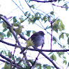 American Tree Sparrow?
