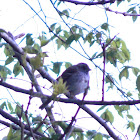 American Tree Sparrow?