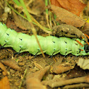 Regal Moth Caterpillar