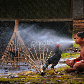 Morning Bath for Lovely Rooster by Andreas Sugiarto - Babies & Children Child Portraits