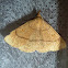 Clay Fan-foot Moth