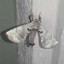 Spotted Apatelodes Moth