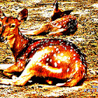 Chital deer