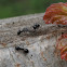 Mieren (Formicidae)