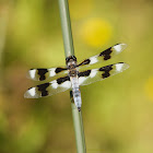12 spotted skimmer dragonfly