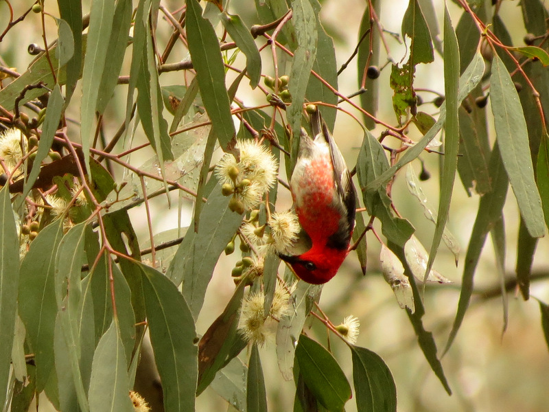 Scarlet Honeyeater (male)