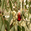 Scarlet Honeyeater (male)