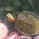 Red eared slider