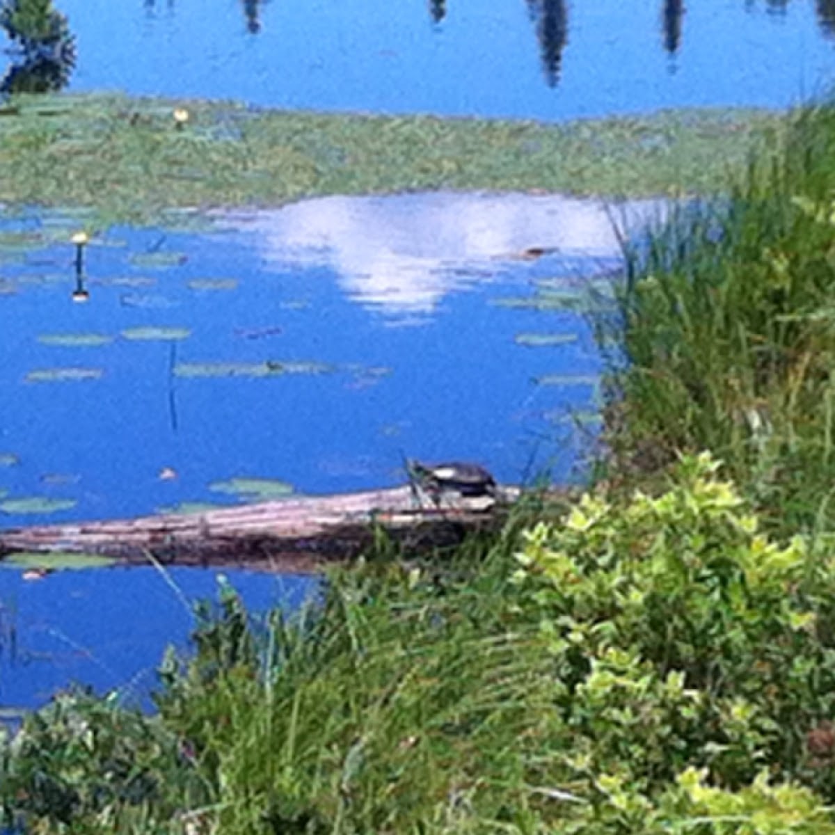 Painted Turtle